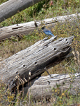 Stellers Jay 4264ed1